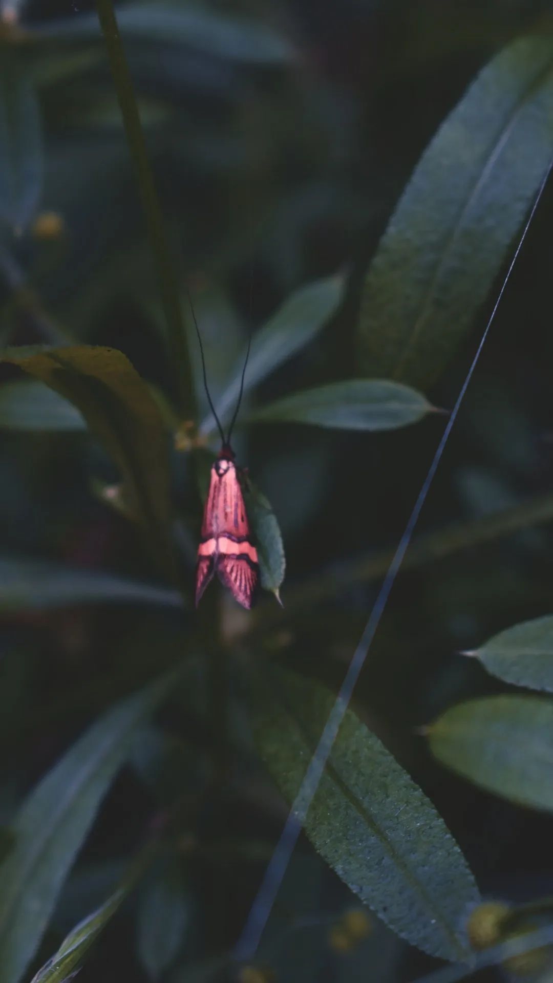 Crimson Moth in Greenery - insects wallpaper for OpersCraft