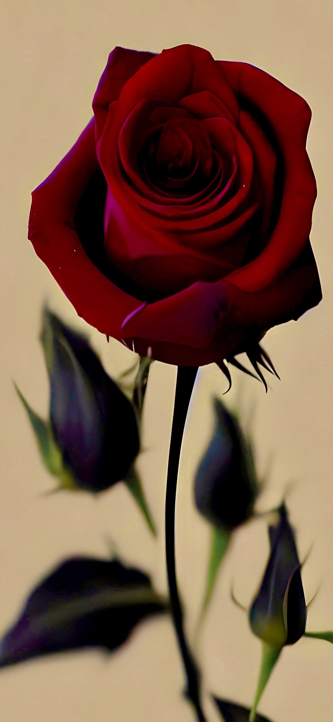 Crimson Rose and Buds - random wallpaper for OpersCraft