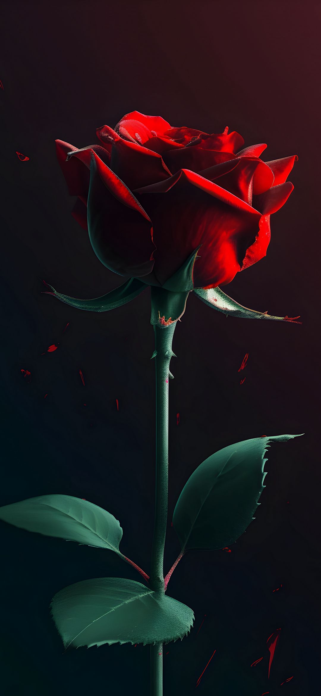 Crimson Rose in Darkness - rose wallpaper for OpersCraft
