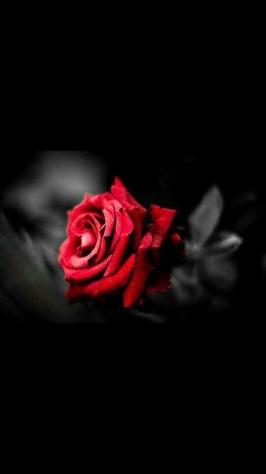 Crimson Rose in Shadow - rose wallpaper for OpersCraft