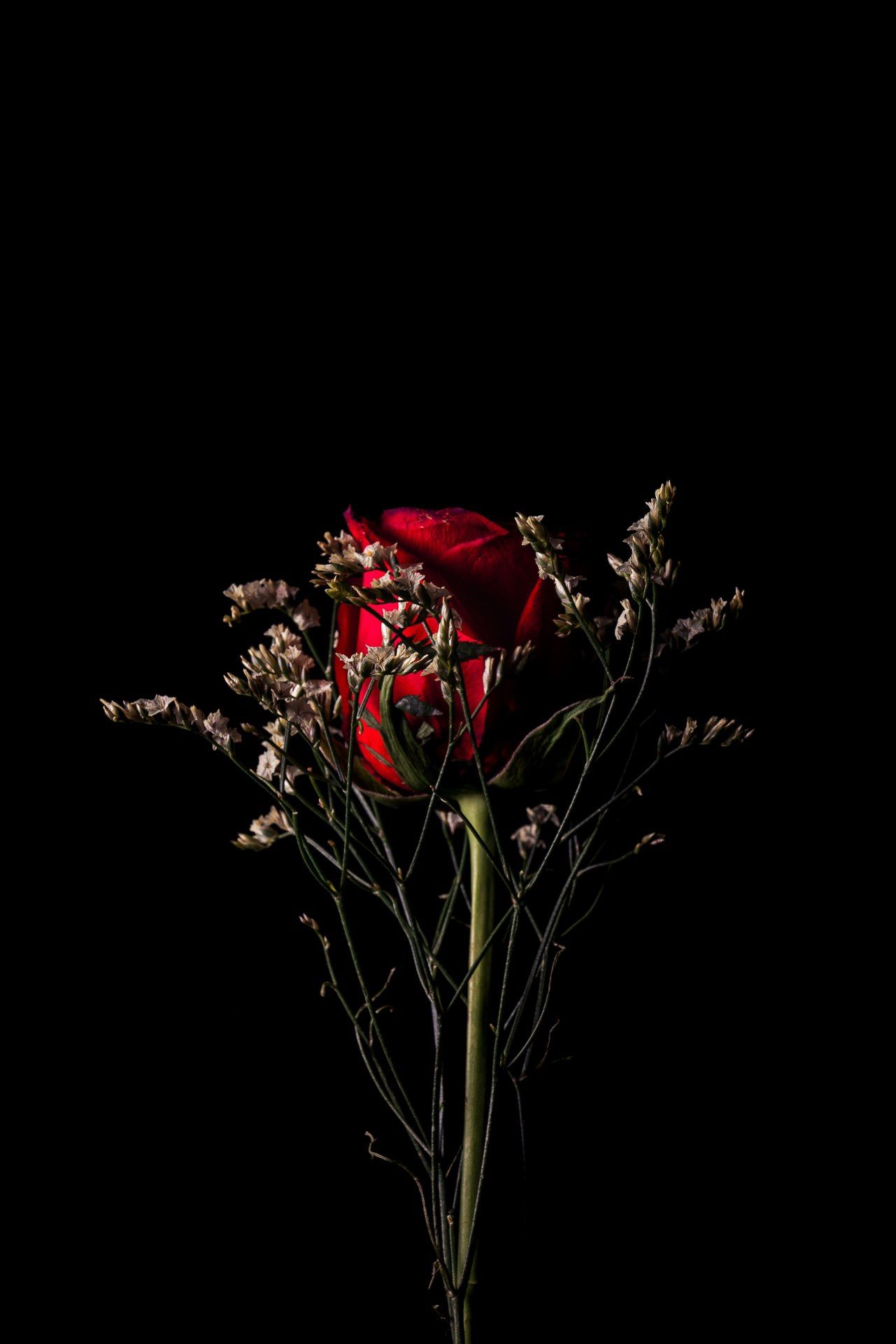 Crimson Rose Still Life - floral wallpaper for OpersCraft