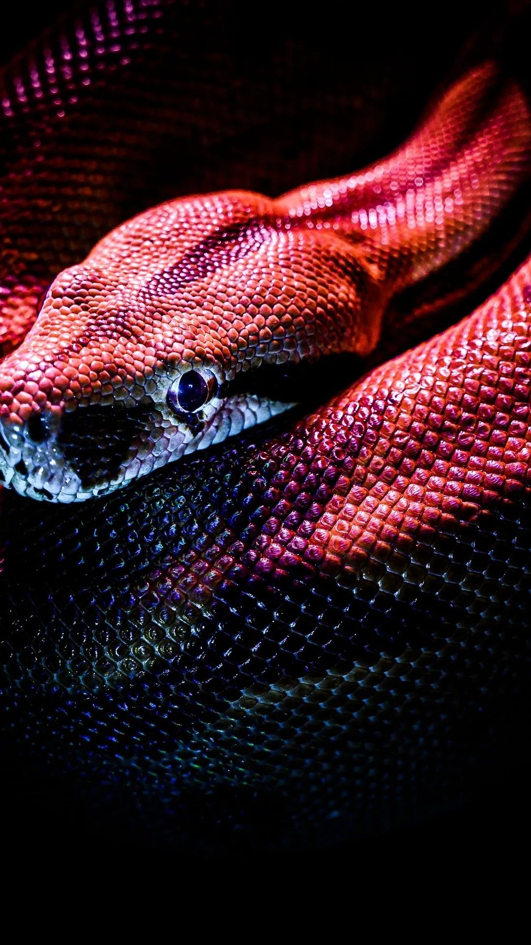 Crimson Snake Coiled Close - snake wallpaper for OpersCraft