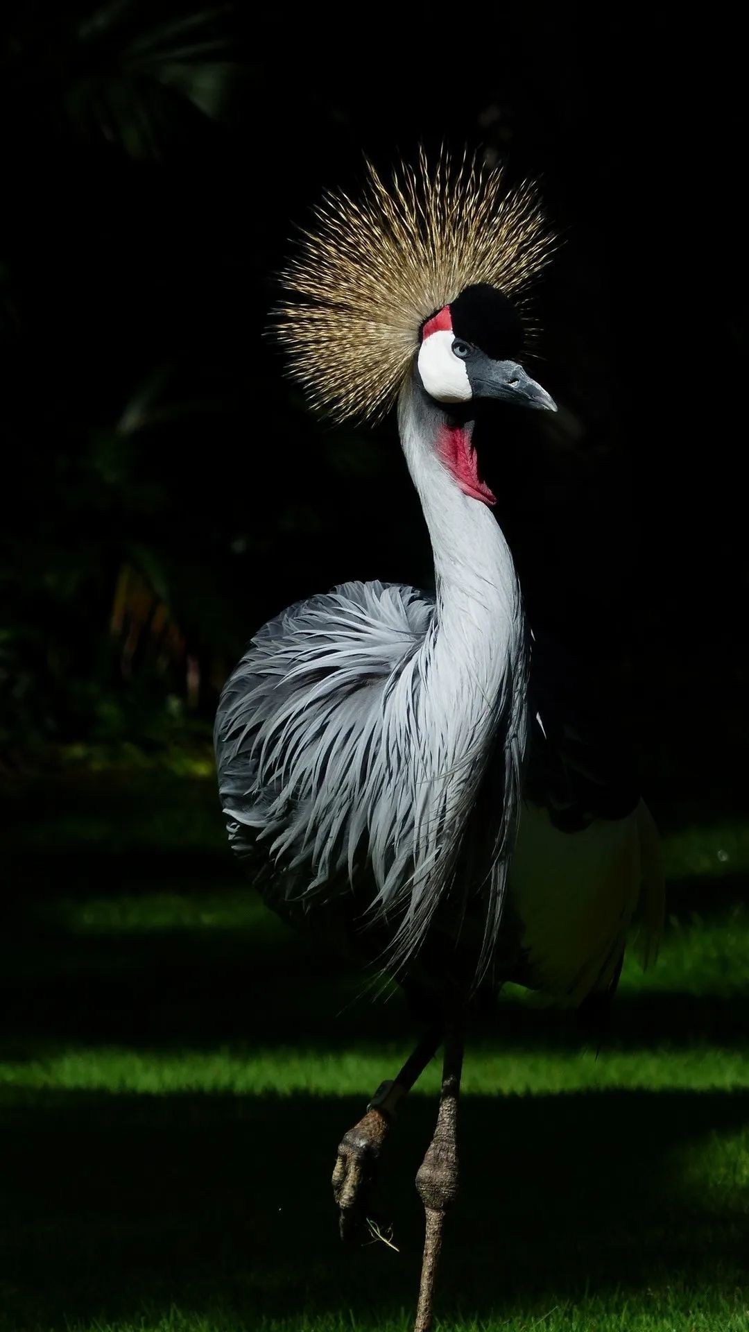 Crowned Crane Portrait - birds wallpaper for OpersCraft