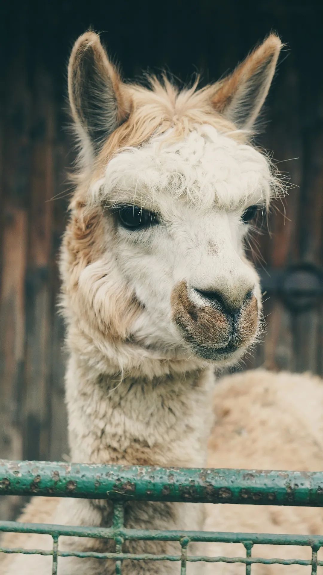 Curious Alpaca Portrait - random wallpaper for OpersCraft
