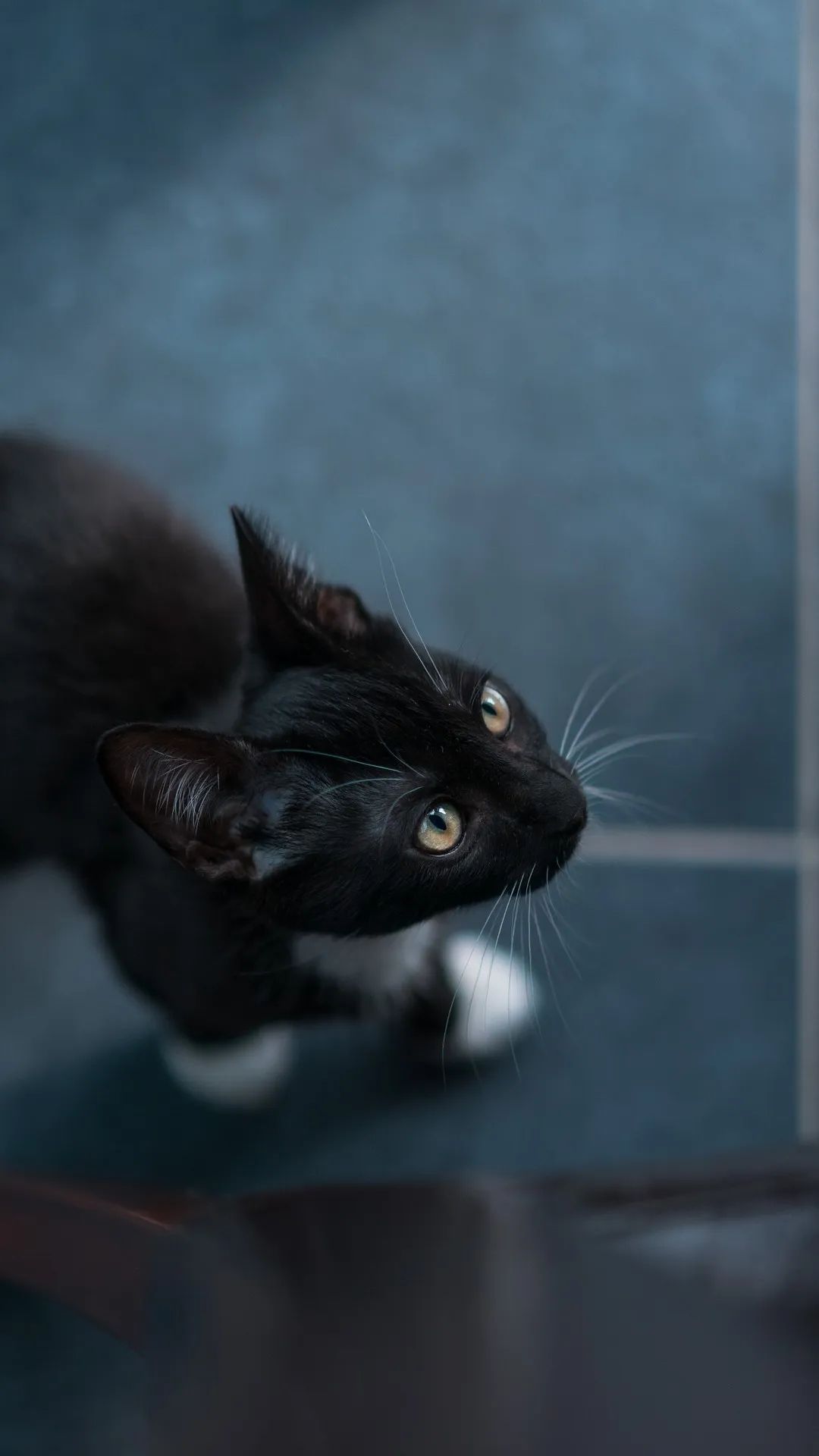 Curious Black Cat - cat wallpaper for OpersCraft