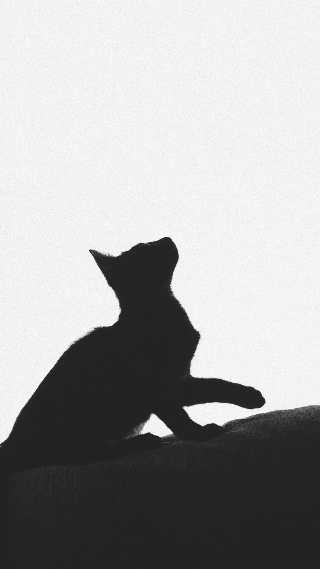 Curious Cat Silhouette - animals wallpaper for OpersCraft