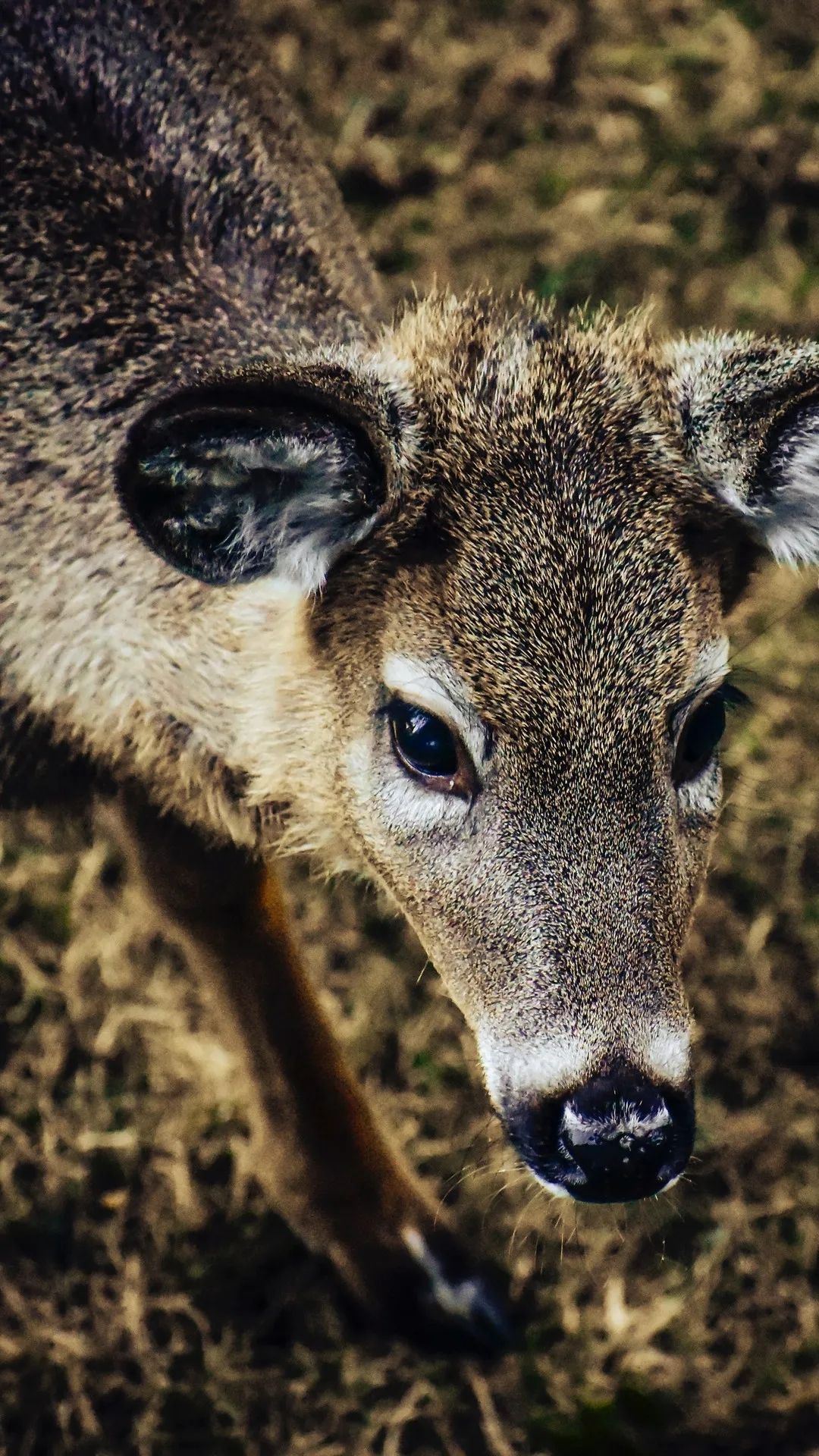 Curious Fawn Portrait - deer wallpaper for OpersCraft