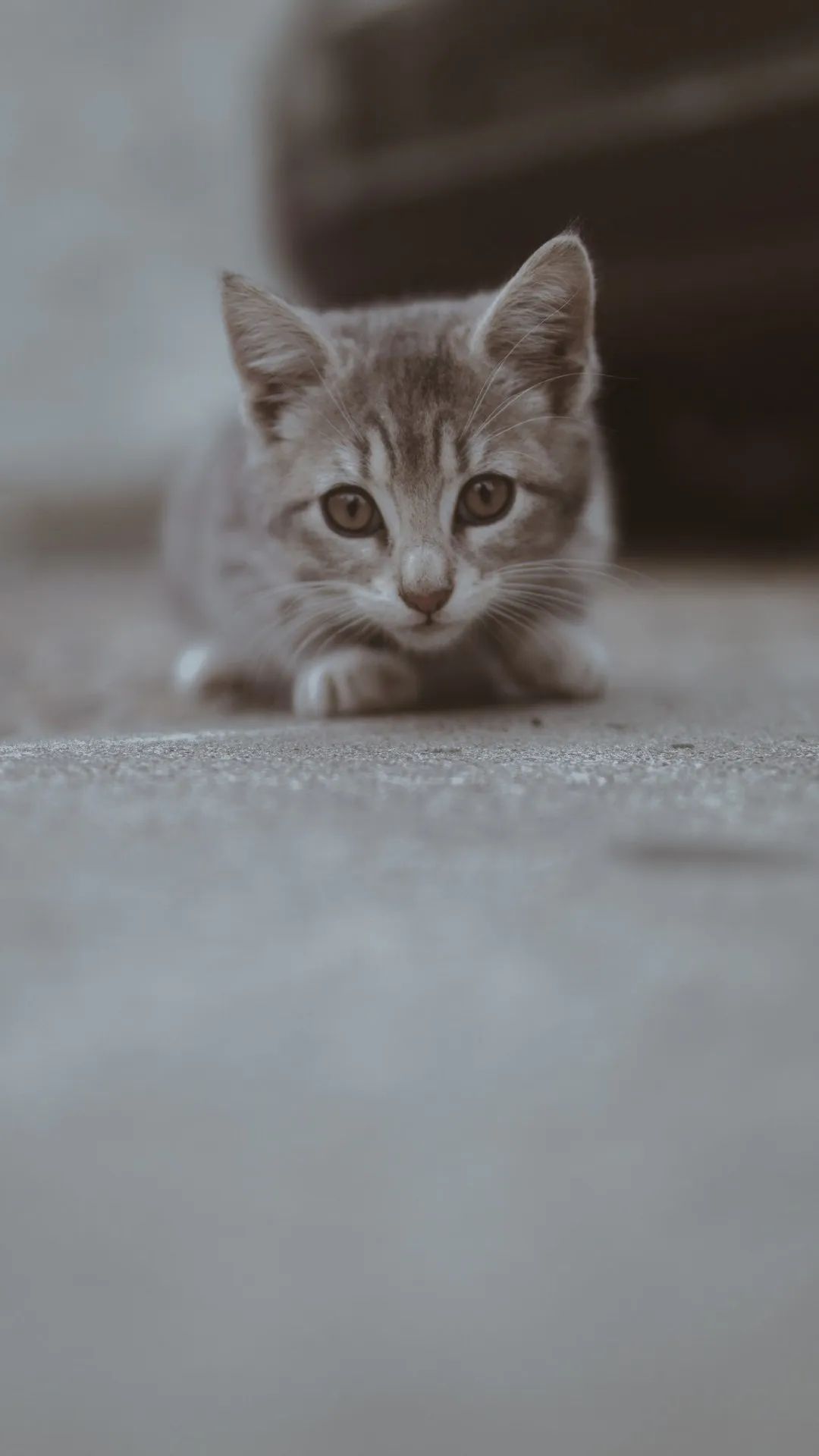 Curious Kitten Portrait - kitten wallpaper for OpersCraft