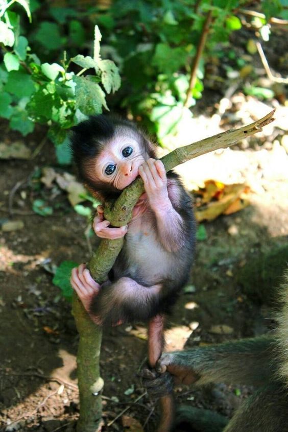 Cute Baby Monkey - random wallpaper for OpersCraft