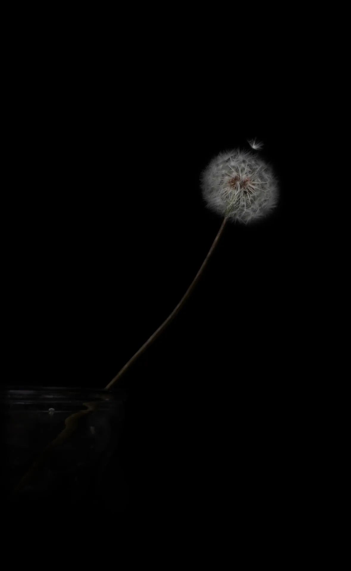 Dandelion in the Dark - floral wallpaper for OpersCraft