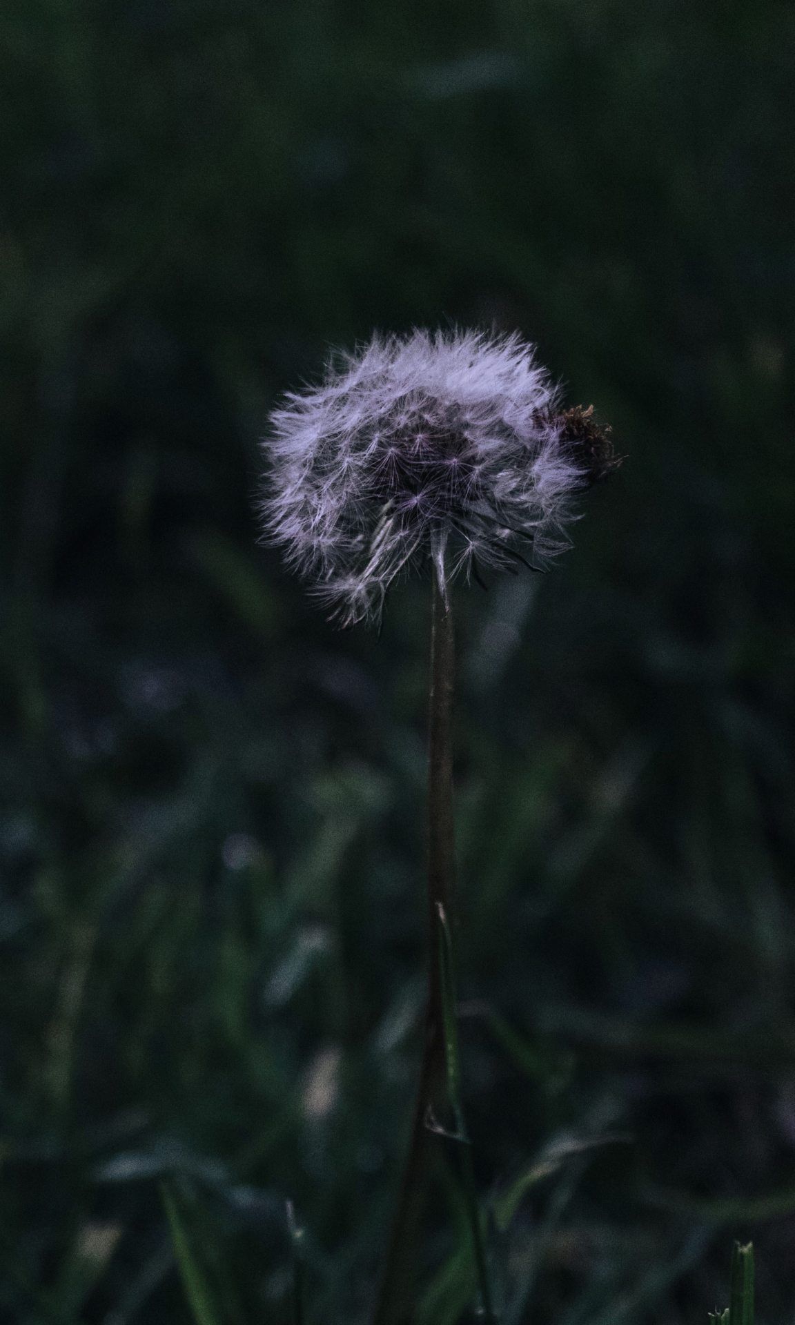 Dandelion Seed Head - flowers wallpaper for OpersCraft