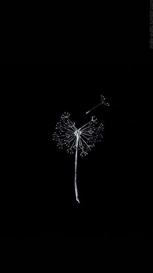 Dandelion Silhouette on Black - minimal wallpaper for OpersCraft