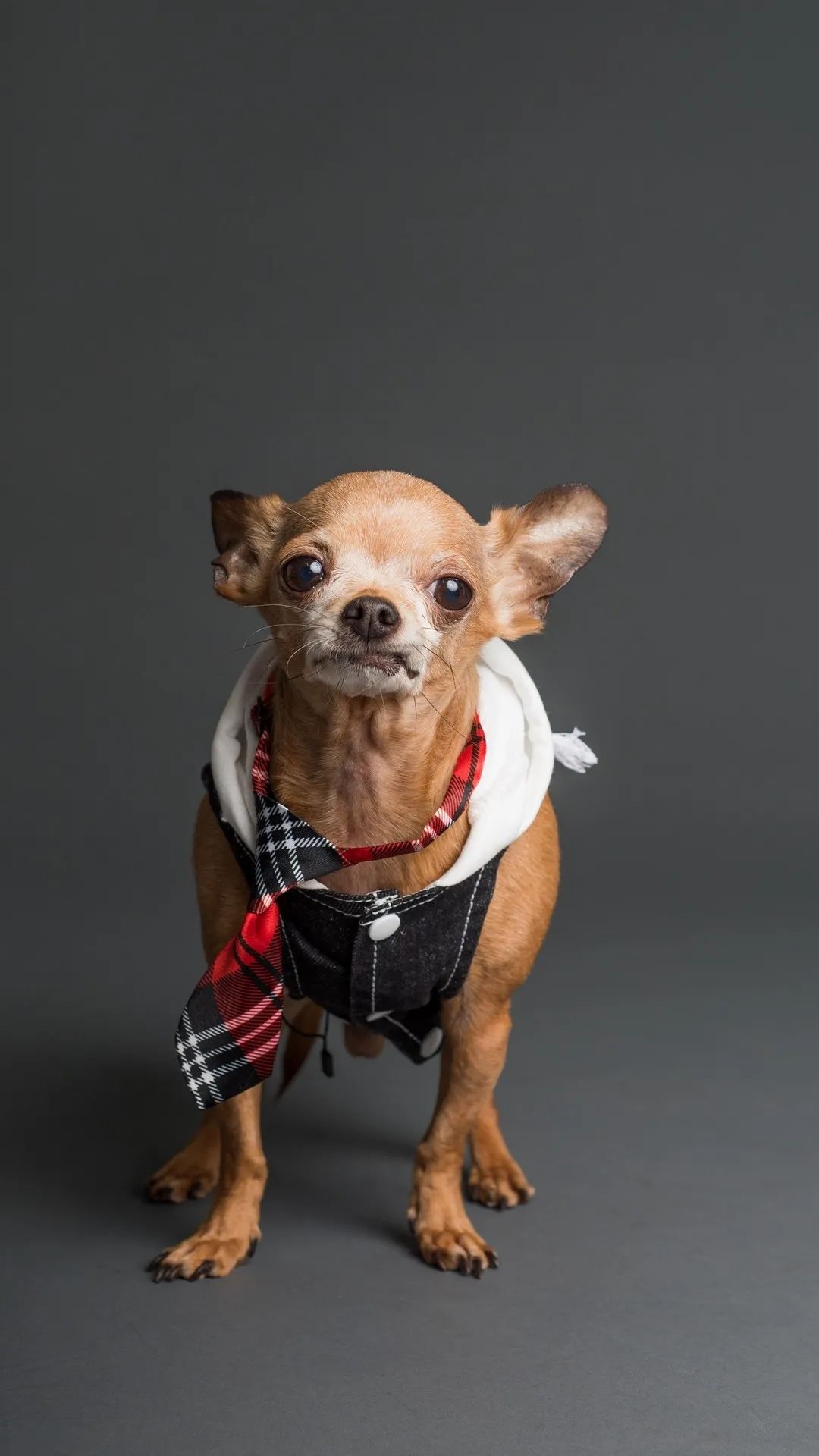 Dapper Chihuahua Portrait - dog wallpaper for OpersCraft