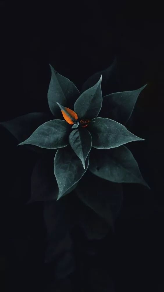 Dark Bloom - flowers wallpaper for OpersCraft