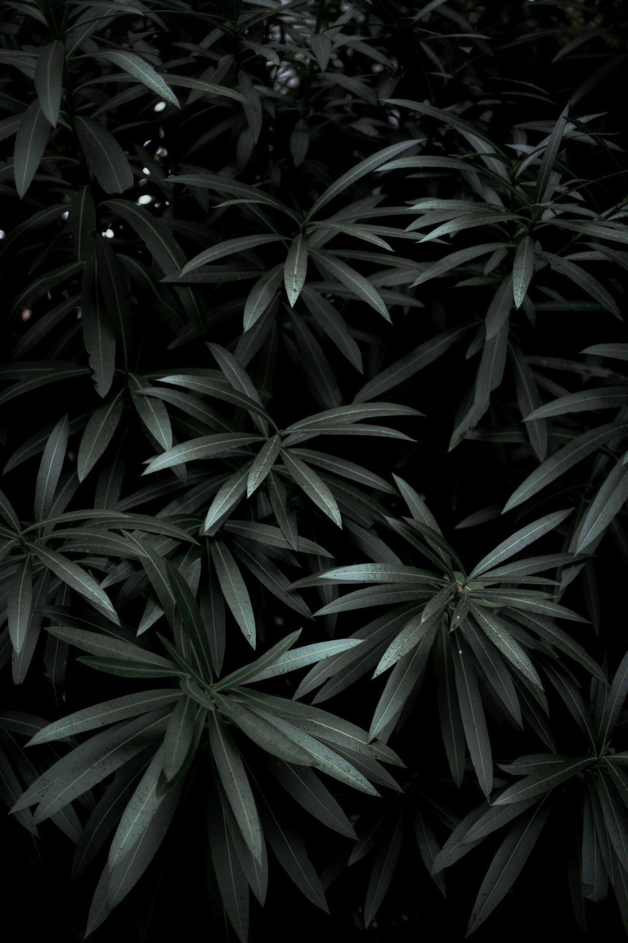 Dark Botanical Foliage - botanical wallpaper for OpersCraft