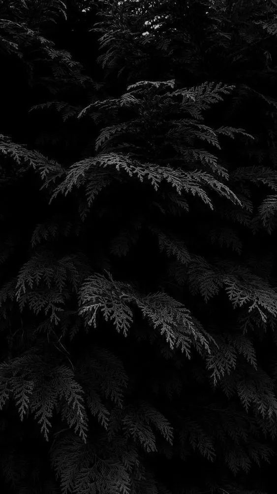 Dark Cedar Branches - forest wallpaper for OpersCraft