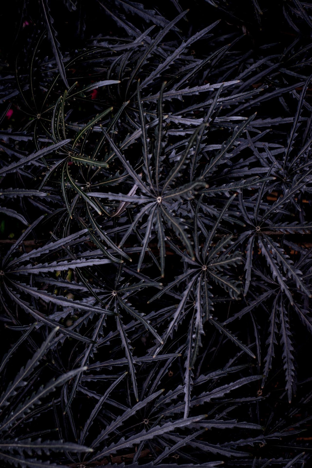 Dark Exotic Foliage - botanical wallpaper for OpersCraft