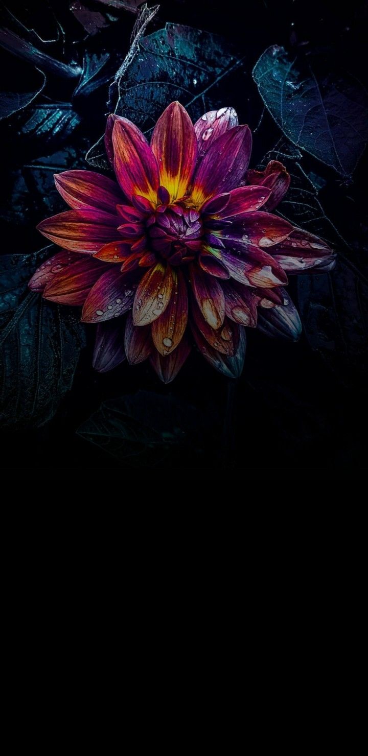 Dark Floral Bloom - floral wallpaper for OpersCraft