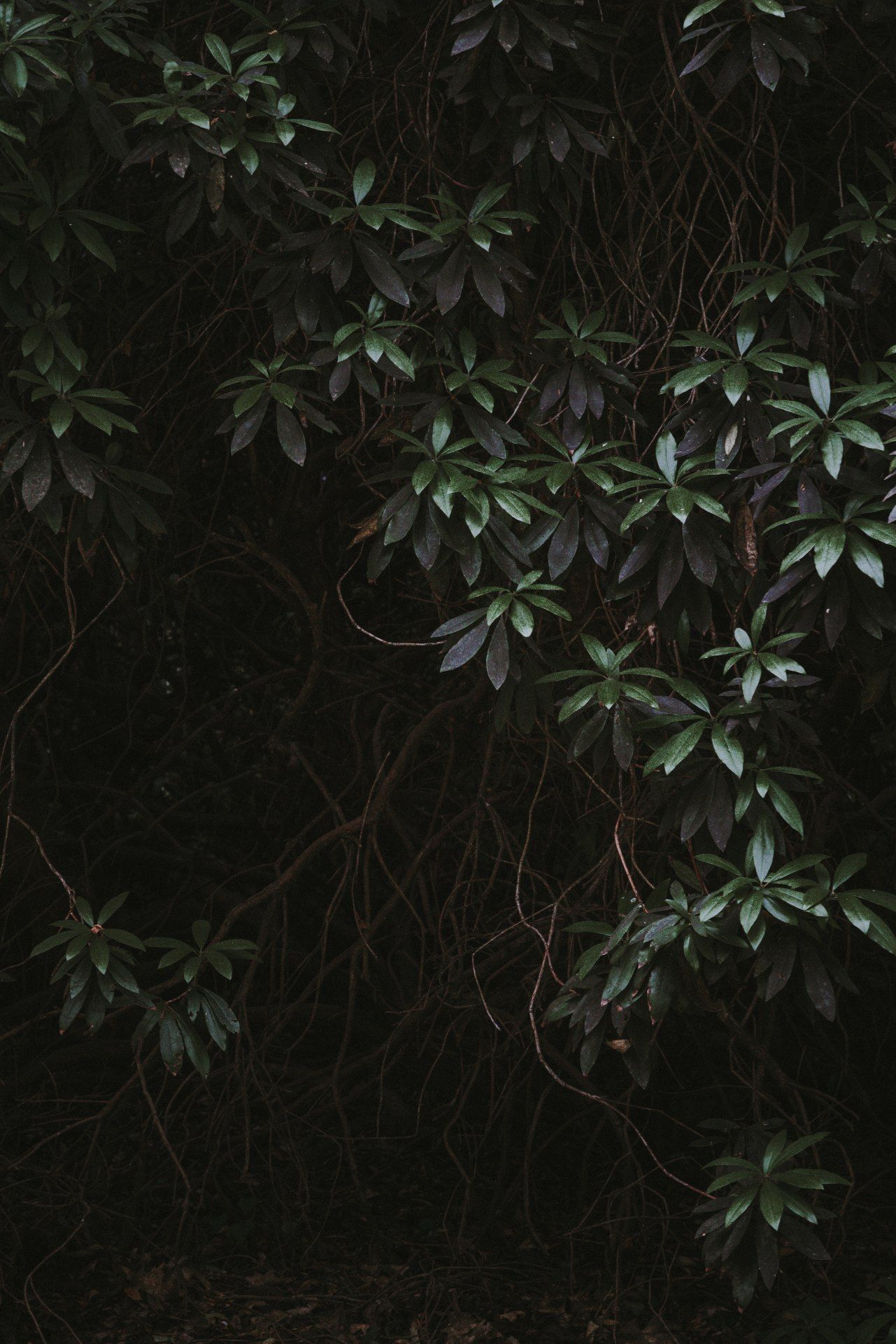 Dark Foliage Canopy - forest wallpaper for OpersCraft