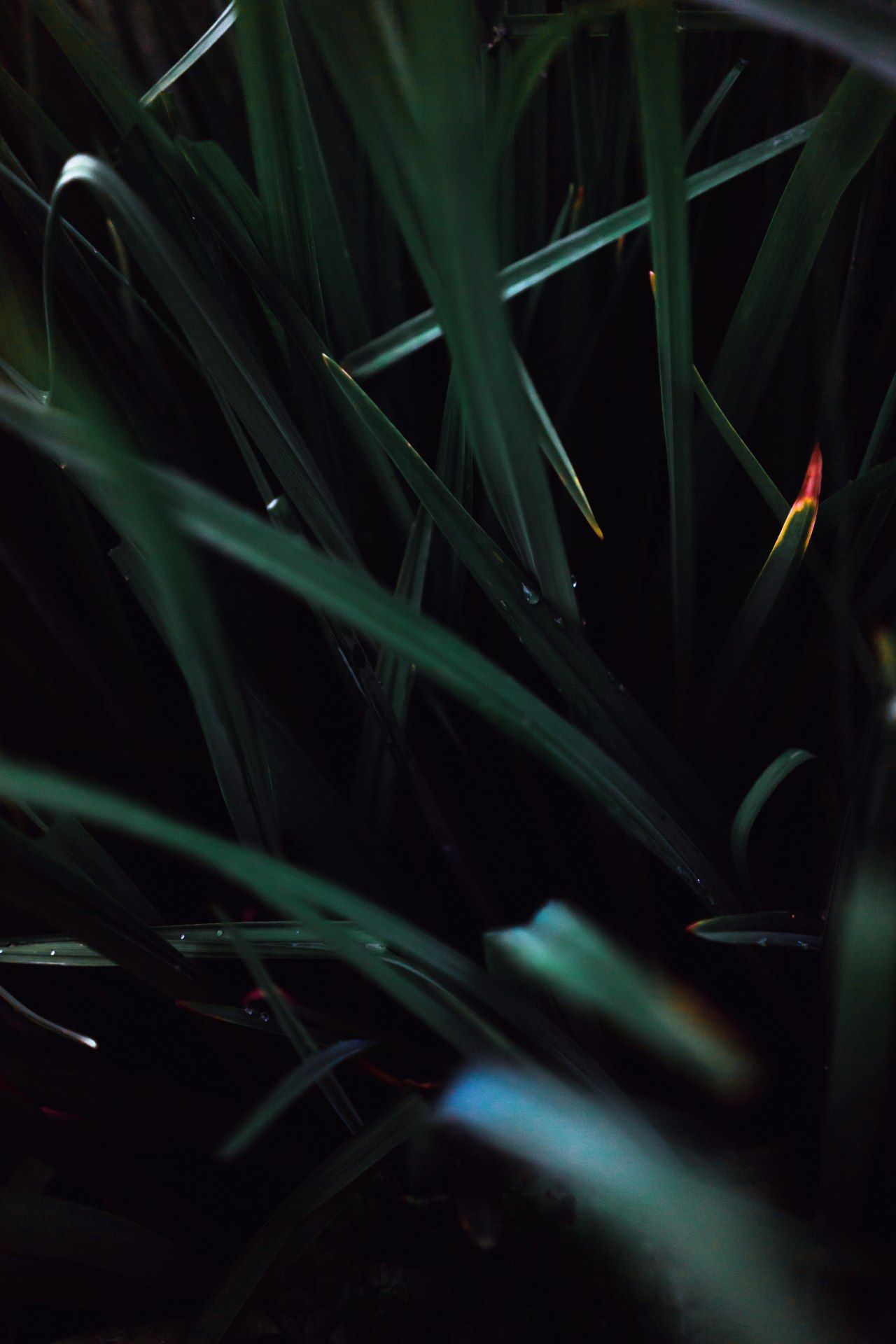 Dark Green Grass Blades - random wallpaper for OpersCraft