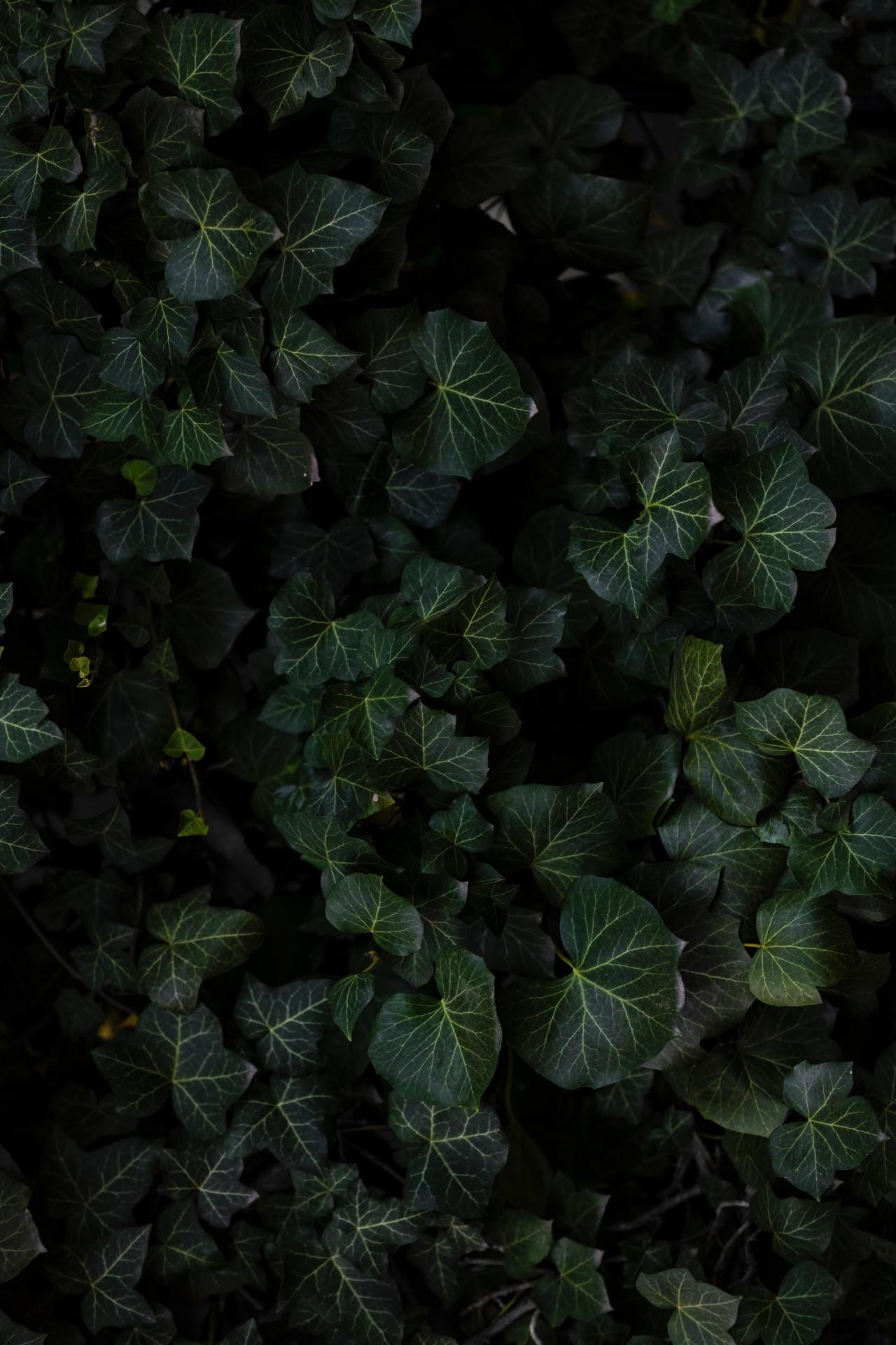 Dark Green Ivy Leaves - forest wallpaper for OpersCraft