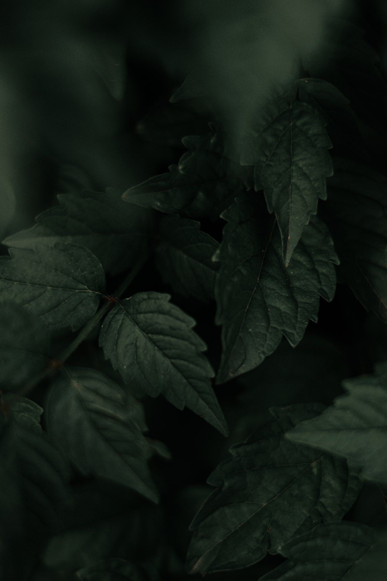 Dark Green Leaf Cluster - leaf wallpaper for OpersCraft