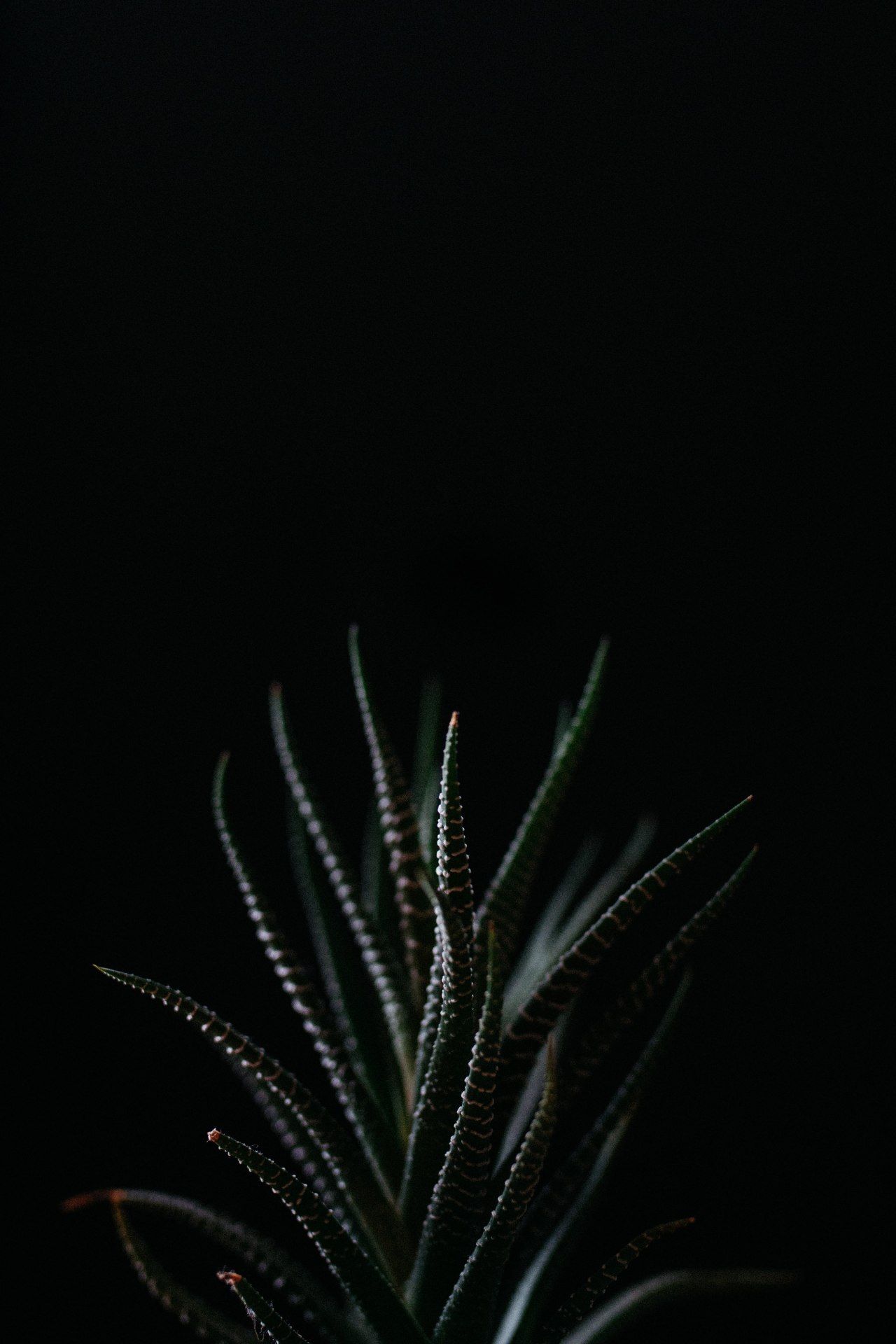 Dark Haworthia Elegance - botanical wallpaper for OpersCraft
