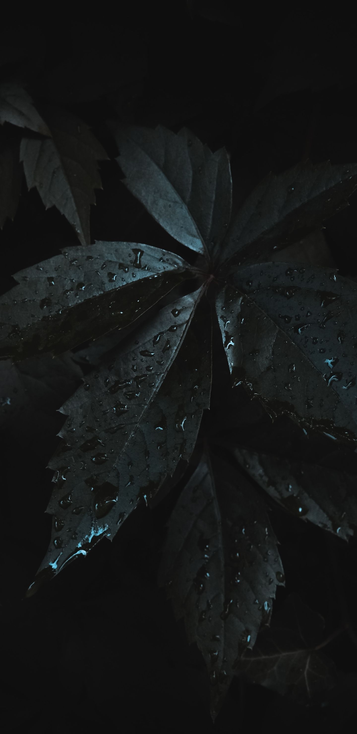 Dark Leaf Raindrops - leaf wallpaper for OpersCraft