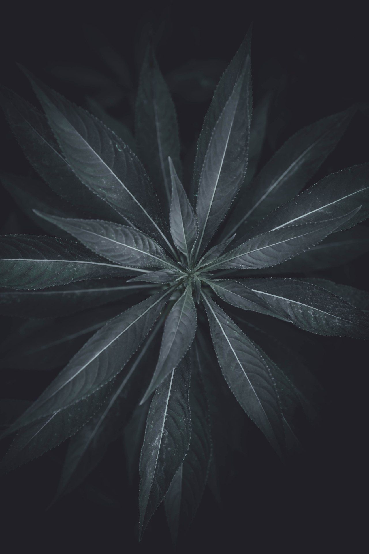 Dark Leafy Plant - plant wallpaper for OpersCraft