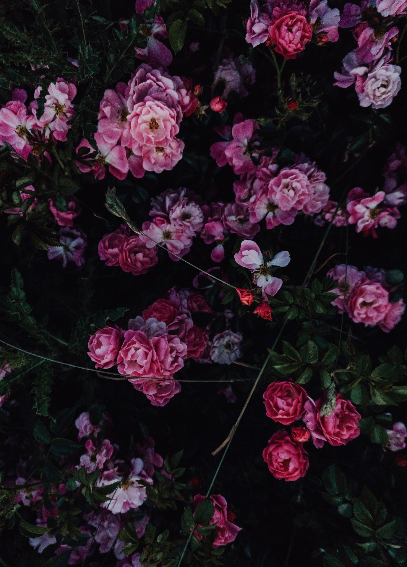 Dark Pink Rose Garden - floral wallpaper for OpersCraft
