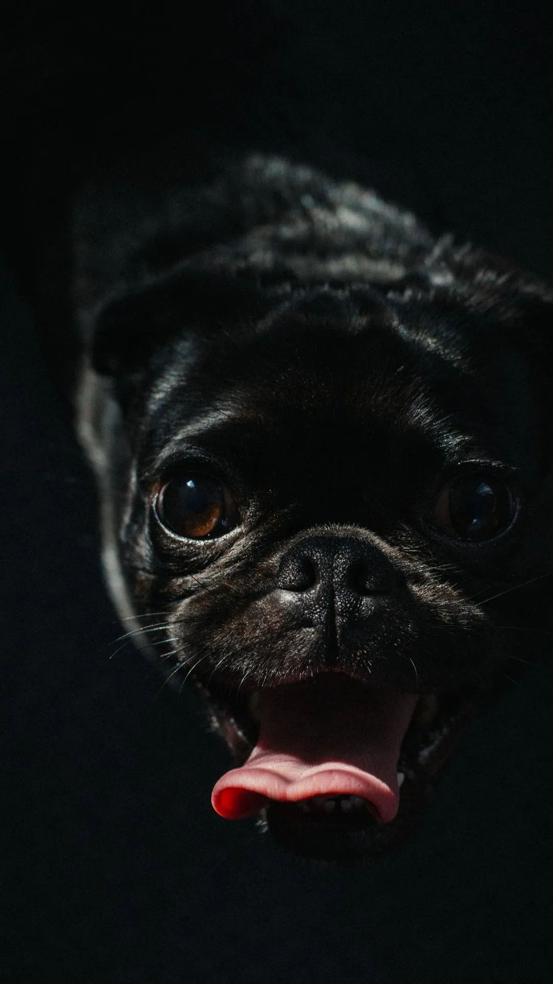Dark Pug Portrait - dog wallpaper for OpersCraft