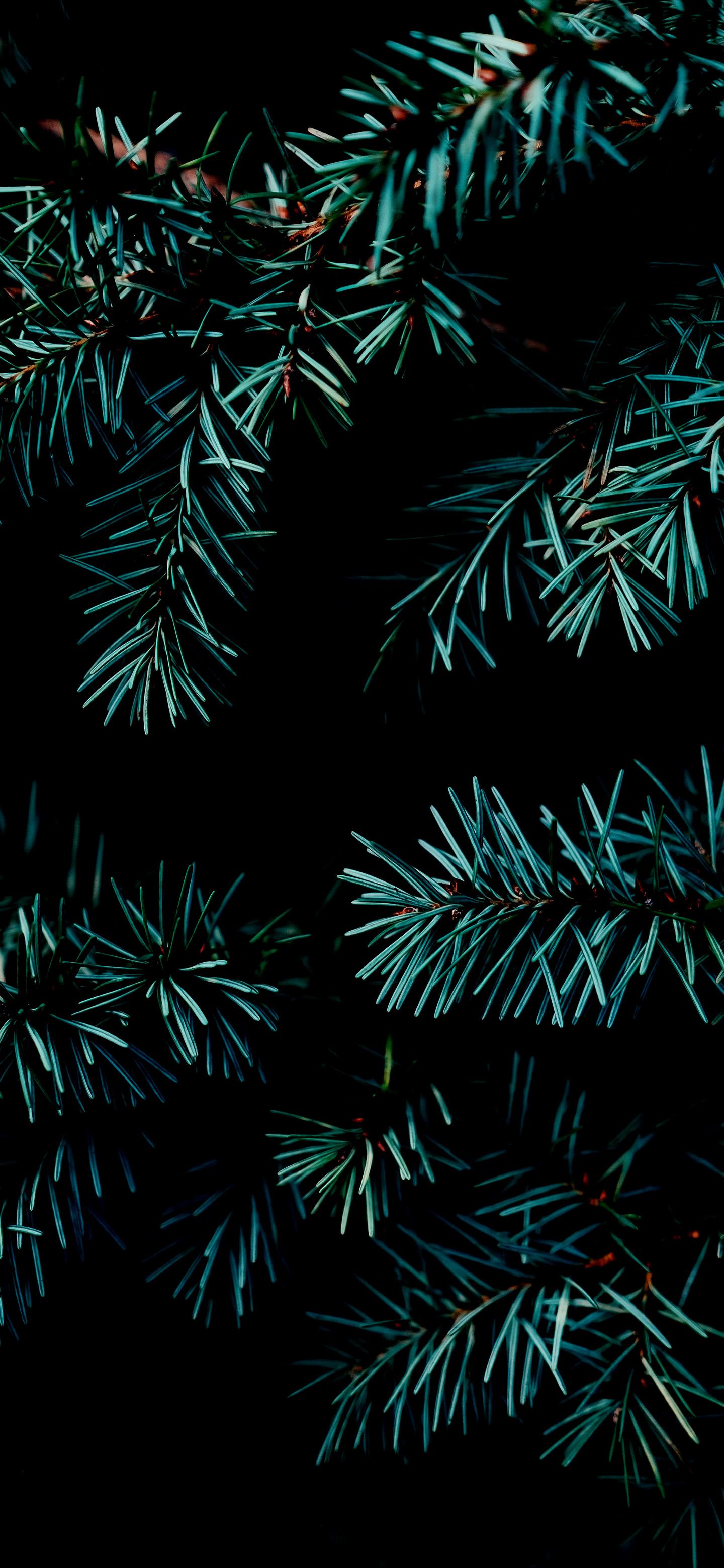 Dark Teal Pine Branches - forest wallpaper for OpersCraft