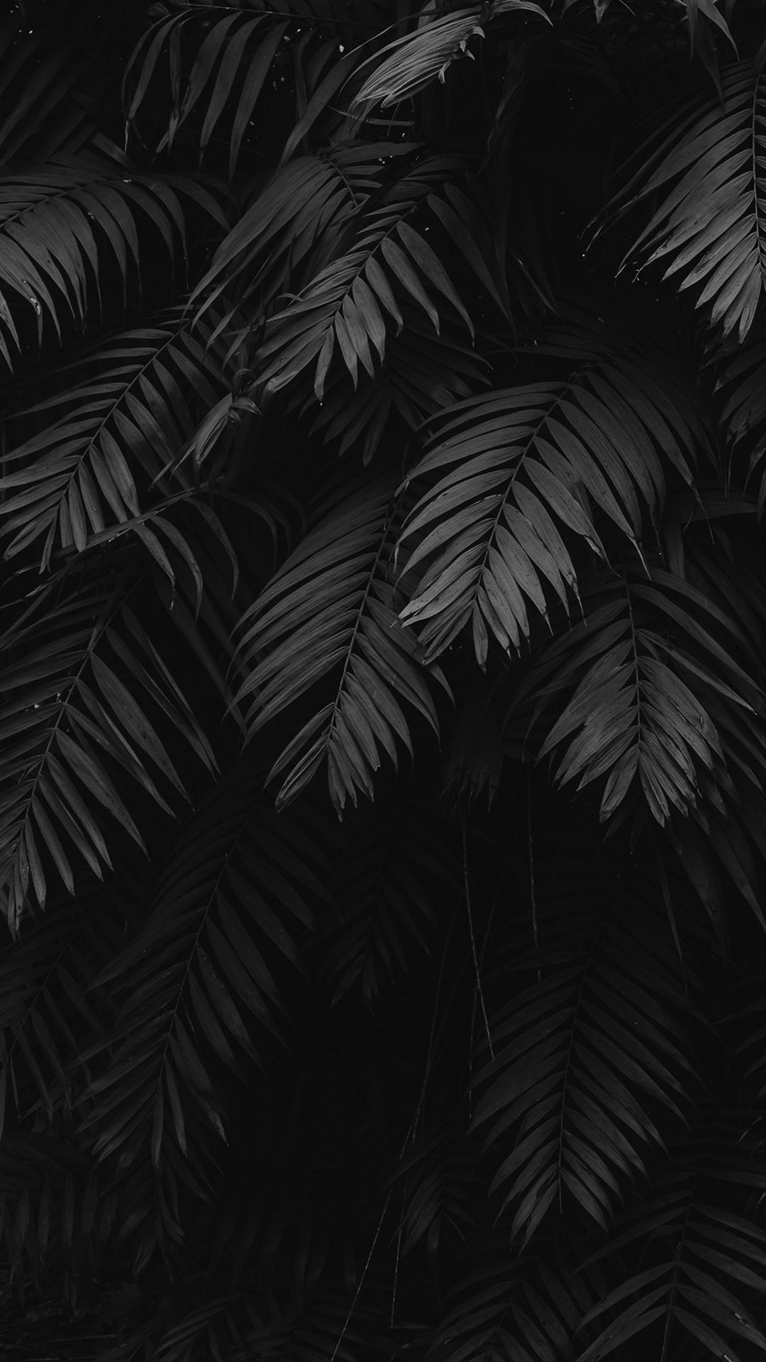 Dark Tropical Palm Leaves - forest wallpaper for OpersCraft