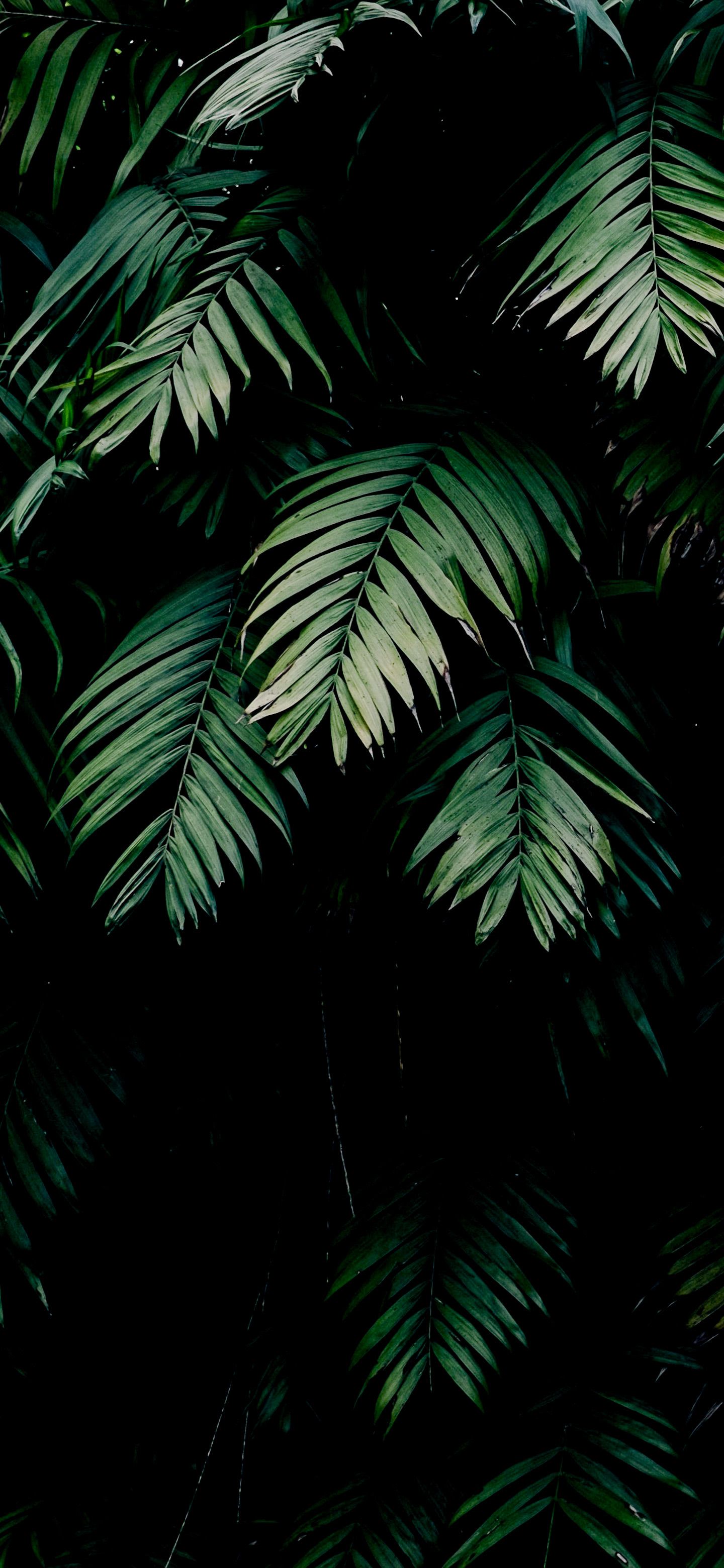 Dark Tropical Palm Leaves - forest wallpaper for OpersCraft