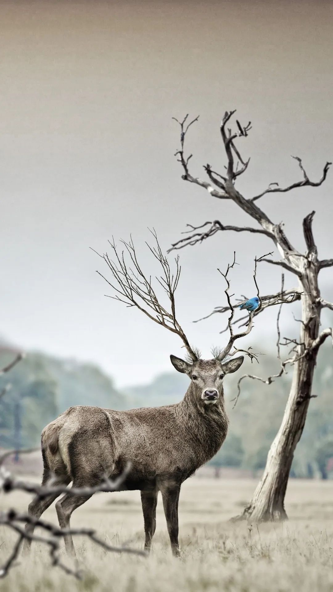 Deer and Bluebird Harmony - deer wallpaper for OpersCraft