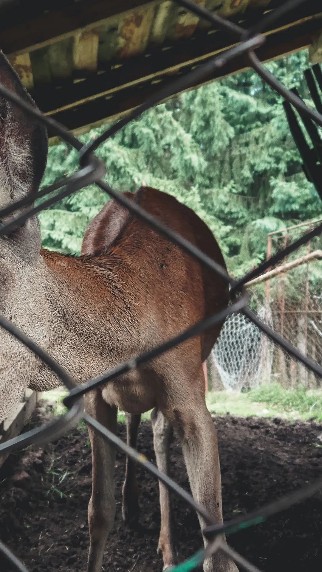 Deer Behind the Fence - deer wallpaper for OpersCraft