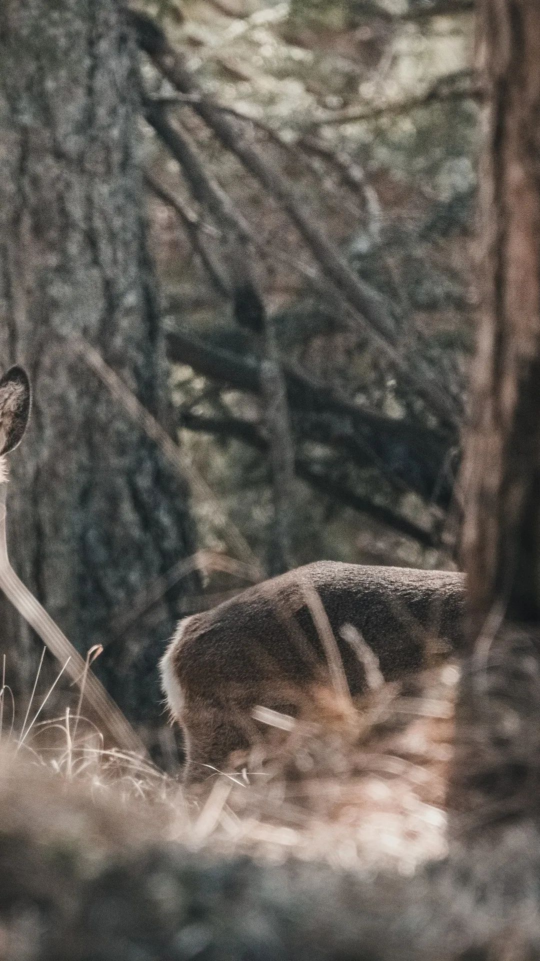 Deer in Forest Glade - deer wallpaper for OpersCraft