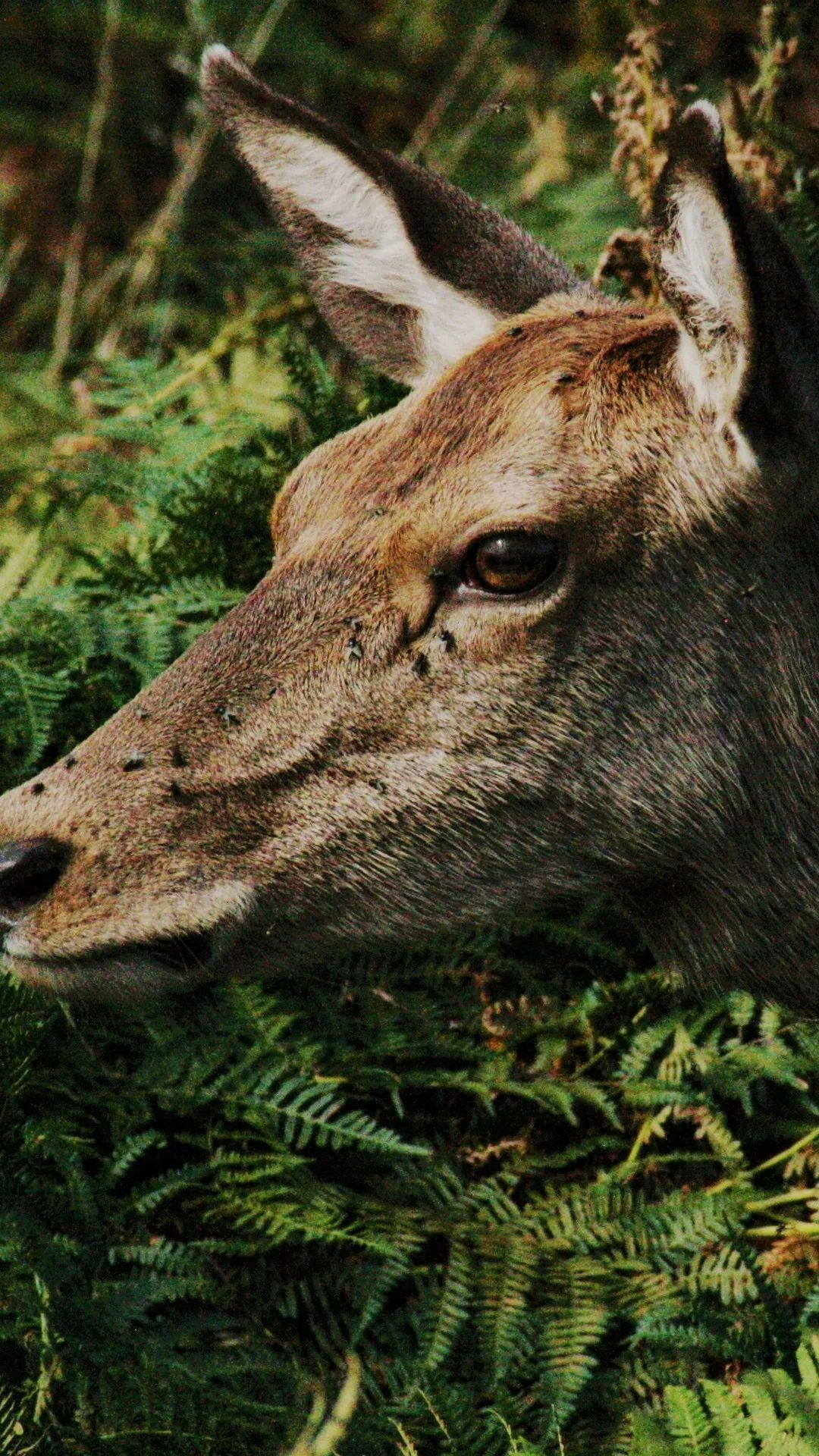Deer in the Ferns - deer wallpaper for OpersCraft