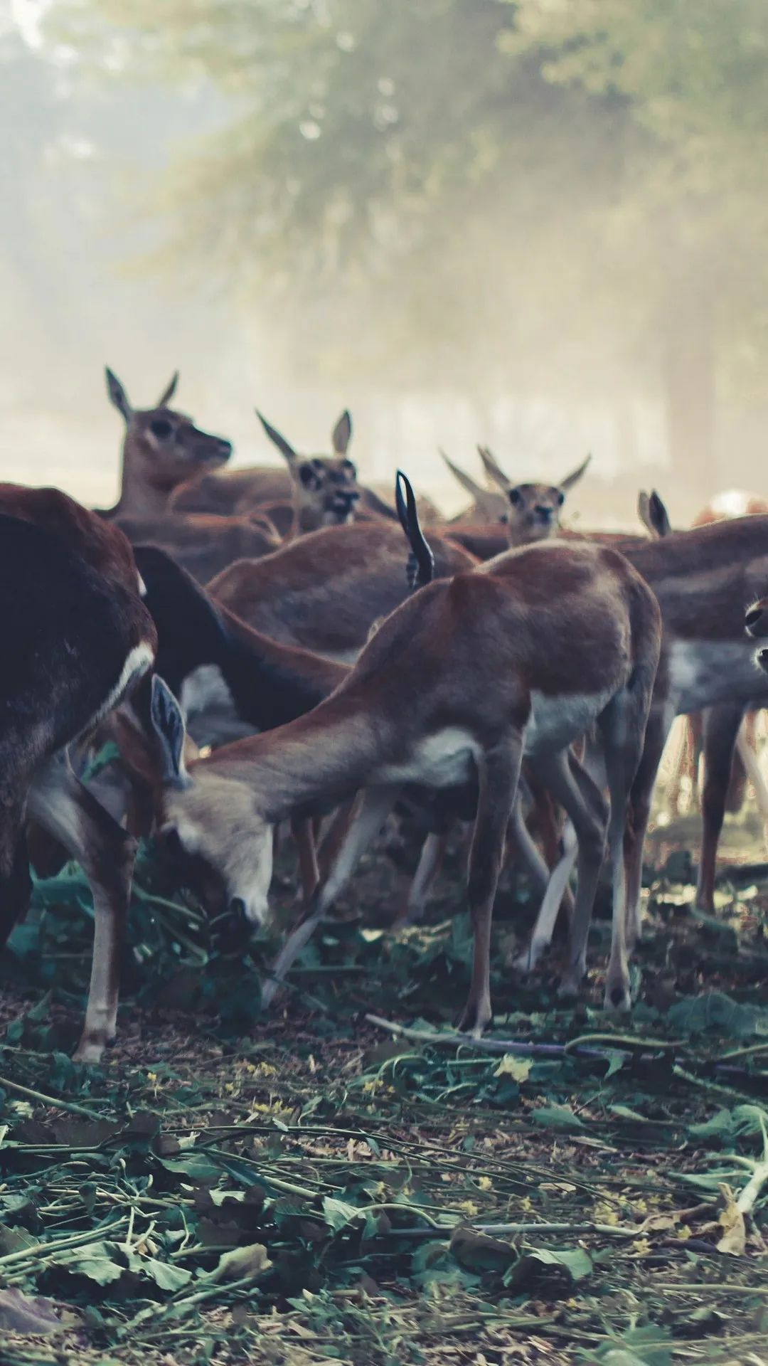Deer in the Mist - deer wallpaper for OpersCraft