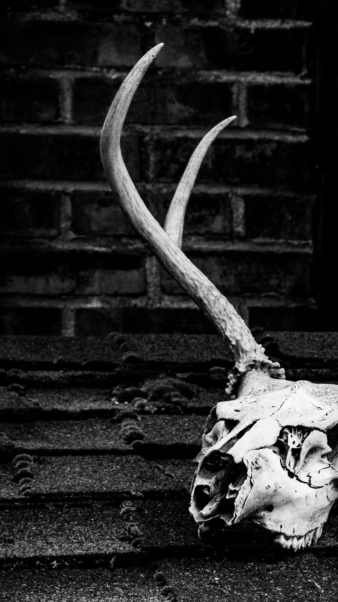 Deer Skull Still Life - gothic wallpaper for OpersCraft
