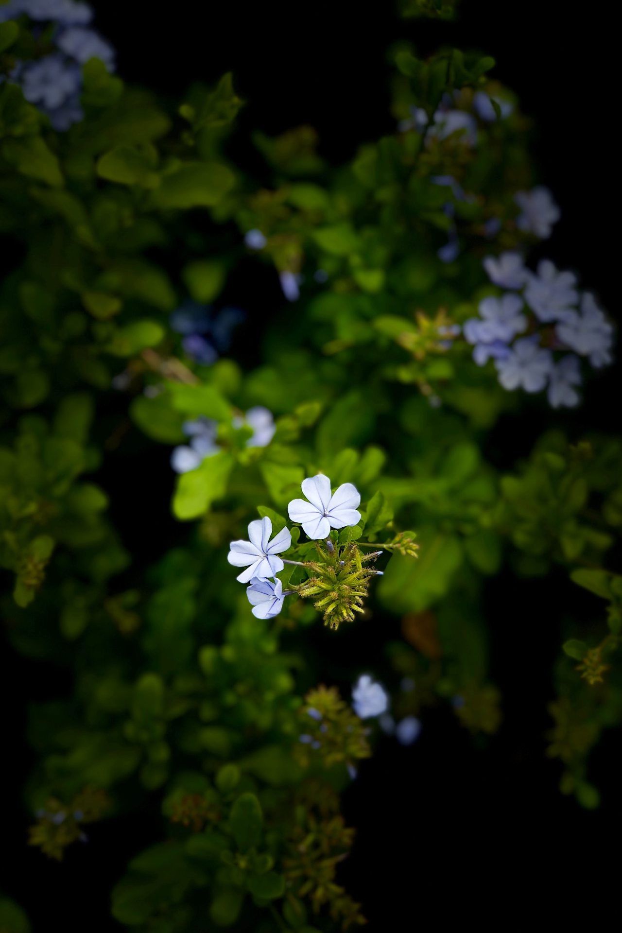 Delicate Blue Flowers - floral wallpaper for OpersCraft