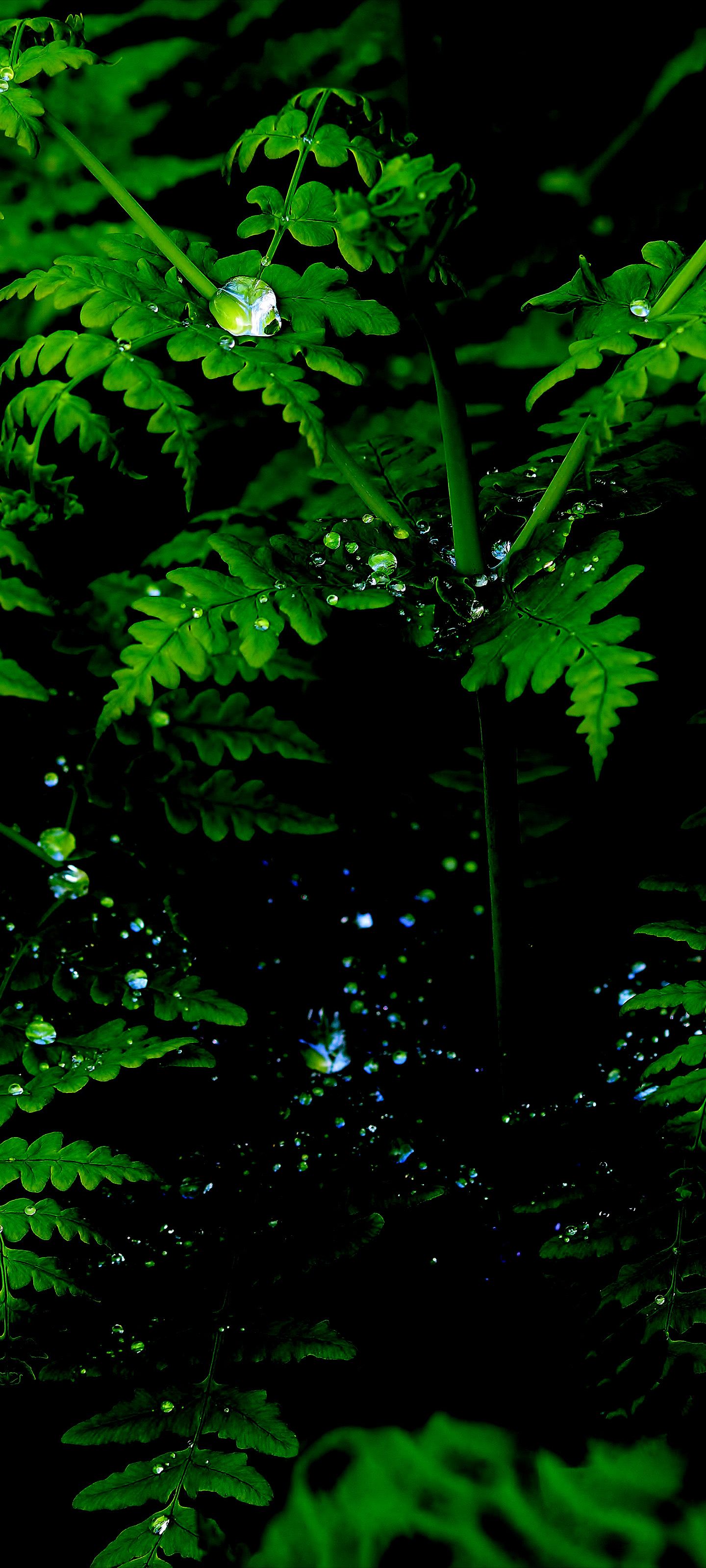 Dew Drops on Fern - random wallpaper for OpersCraft