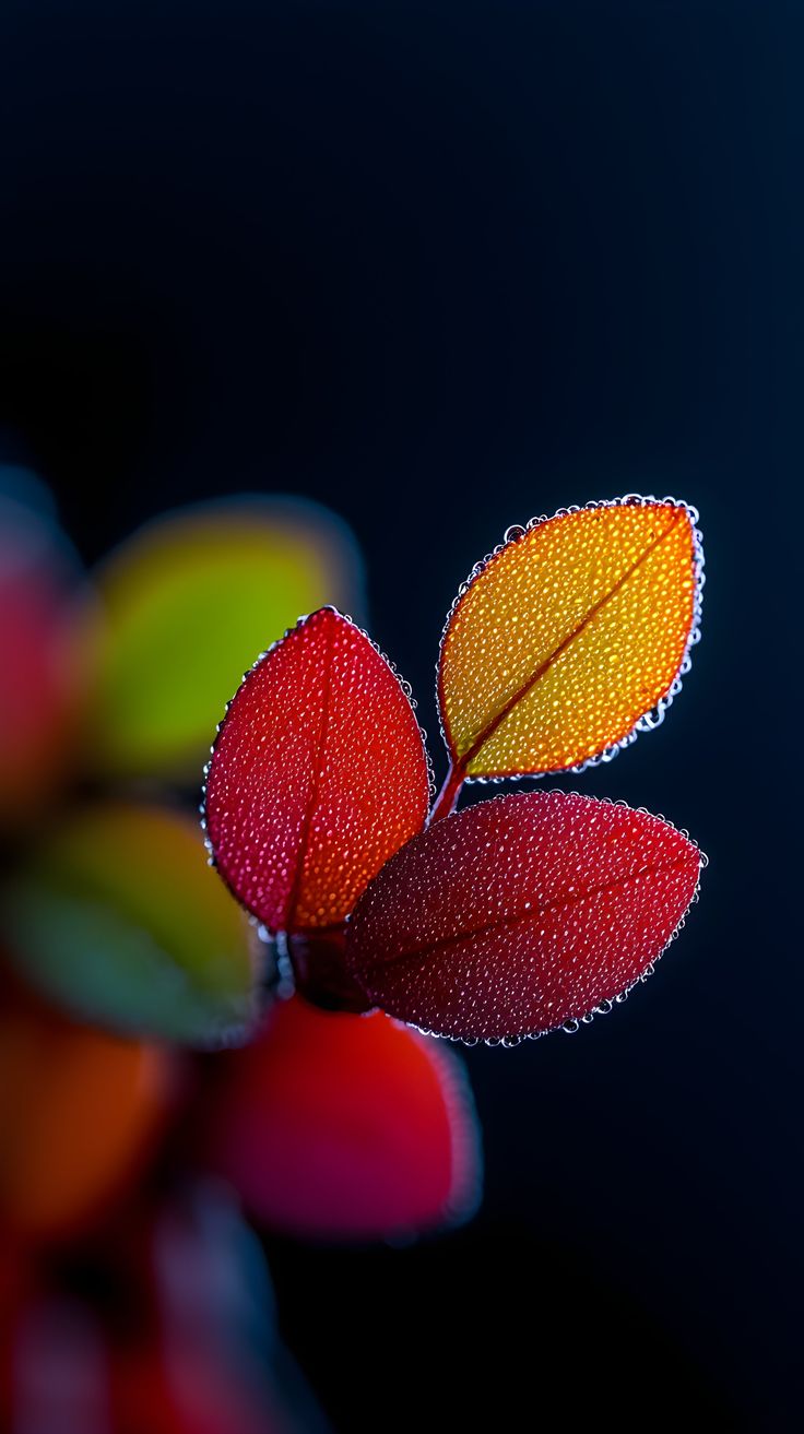 Dewy Autumn Leaves - leaf wallpaper for OpersCraft