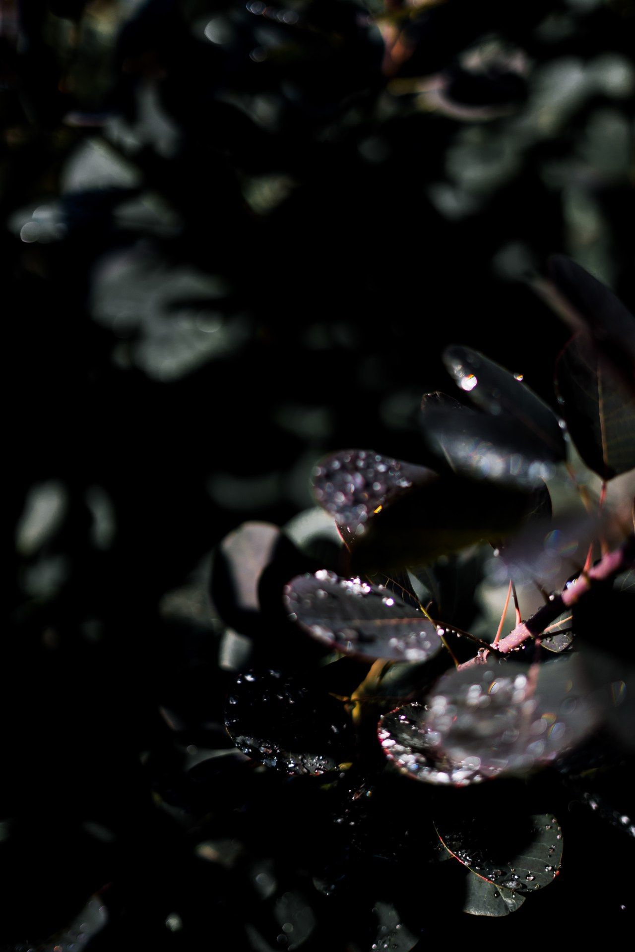 Dewy Dark Leaves - botanical wallpaper for OpersCraft