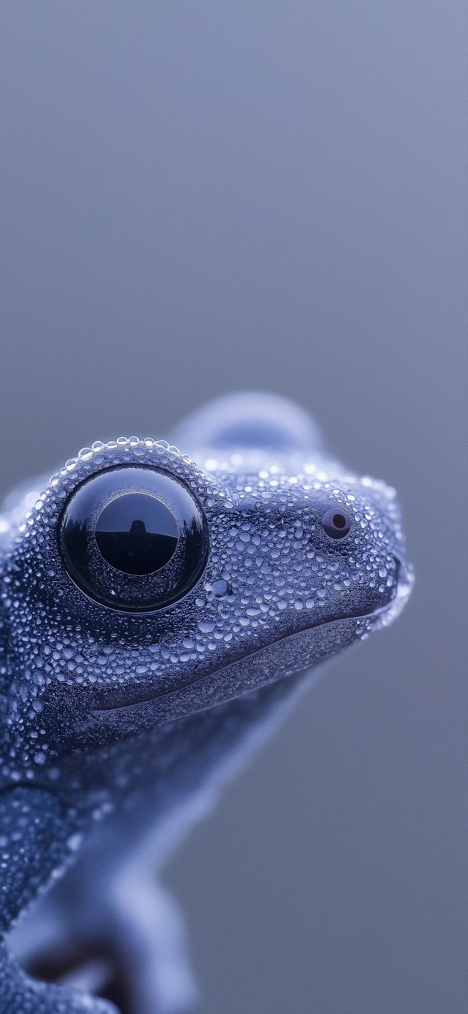 Dewy Frog Portrait - random wallpaper for OpersCraft