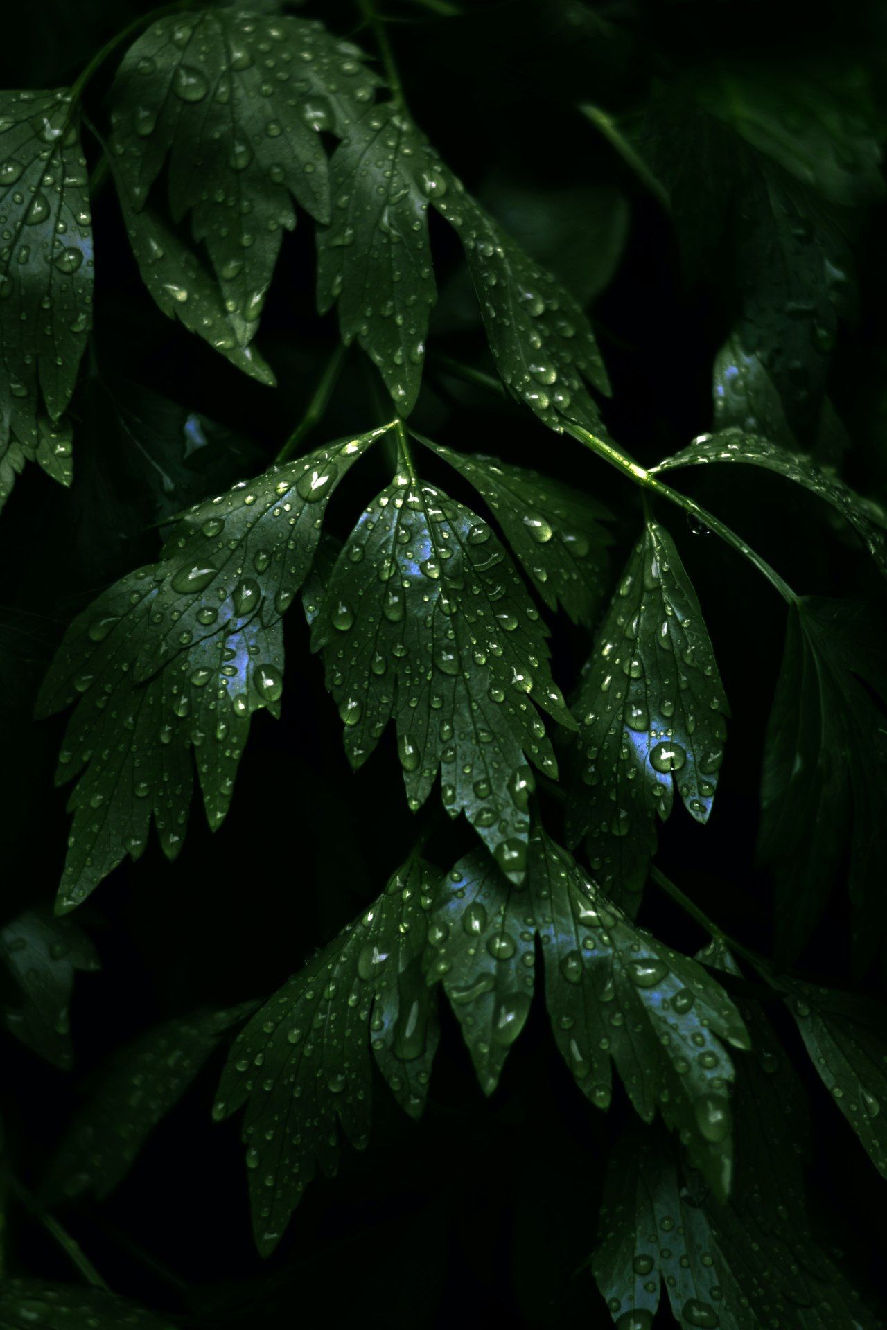Dewy Green Leaves - botanical wallpaper for OpersCraft