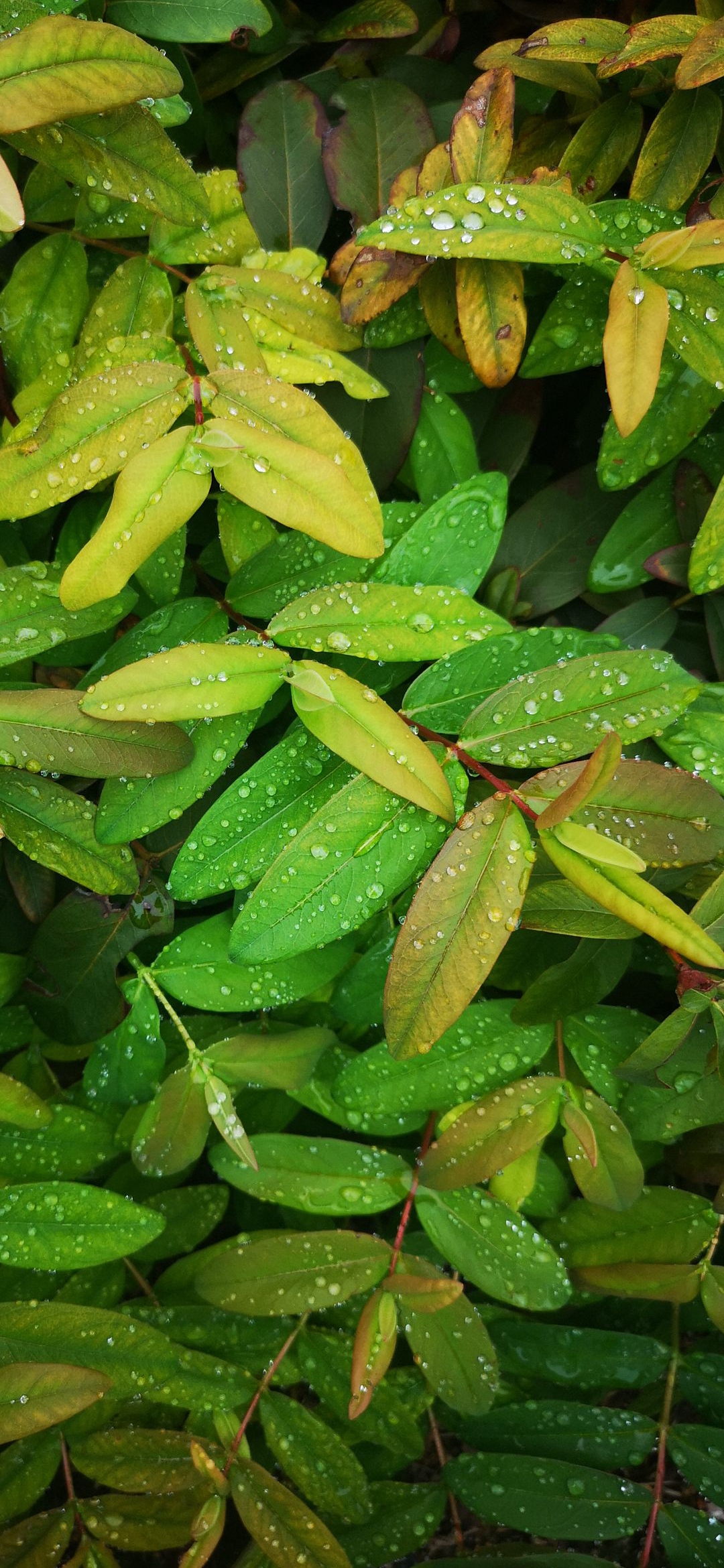 Dewy Green Leaves - nature wallpaper for OpersCraft