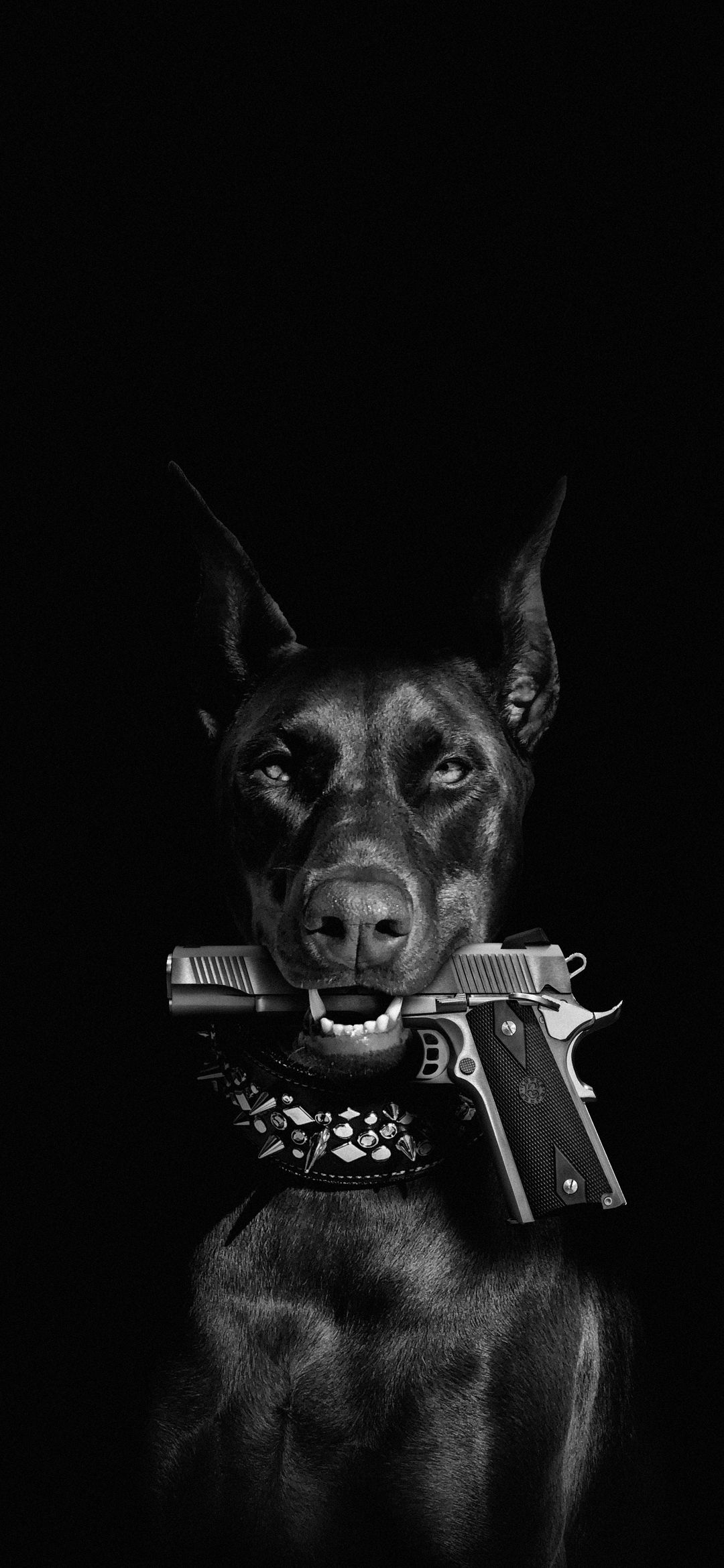 Doberman with a Gun - animals wallpaper for OpersCraft