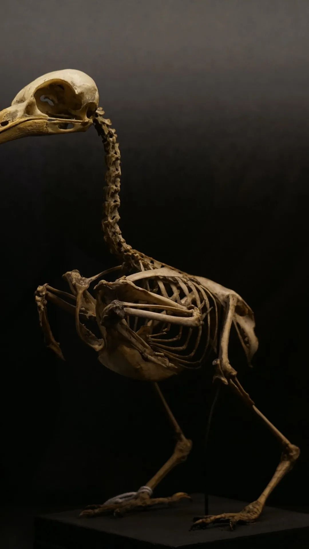 Dodo Bird Skeleton - science wallpaper for OpersCraft