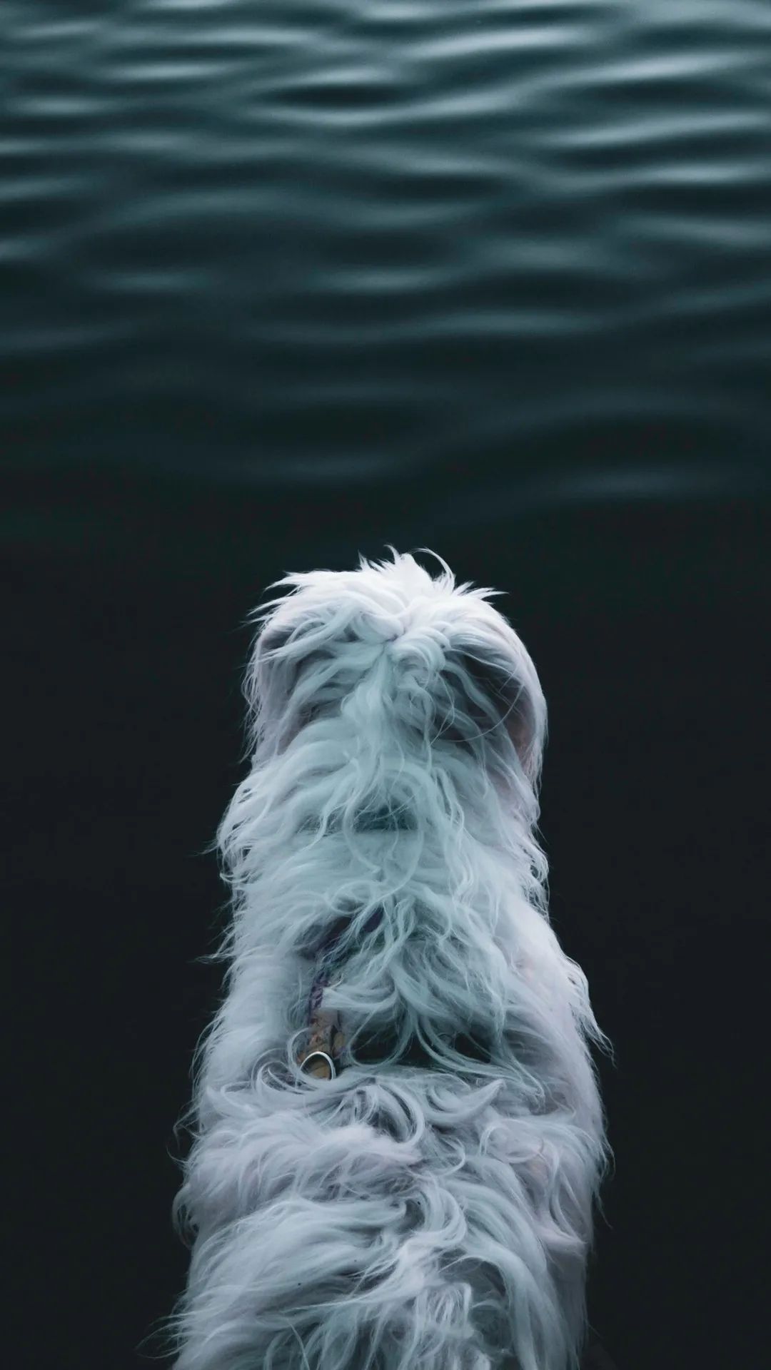 Dog Gazing at Water - dog wallpaper for OpersCraft